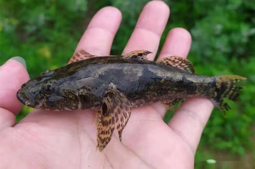 呆头呆脑的小鱼---趴地虎