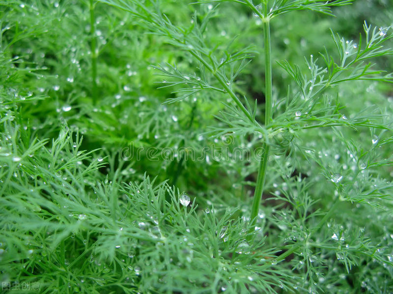 茴香种子怎么种（小茴香的七个播种要点介绍）