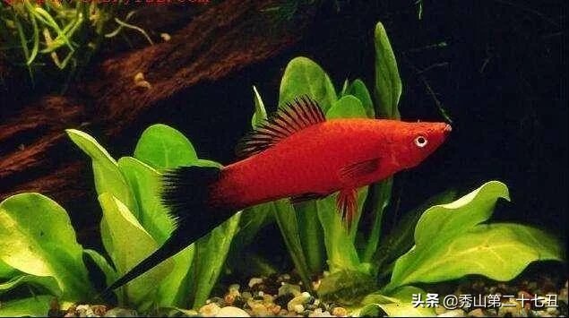 10大最好养又好看的观赏鱼，草金鱼榜首，孔雀鱼第九