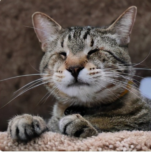 什么猫品种容易患上这种先天遗传性眼病？