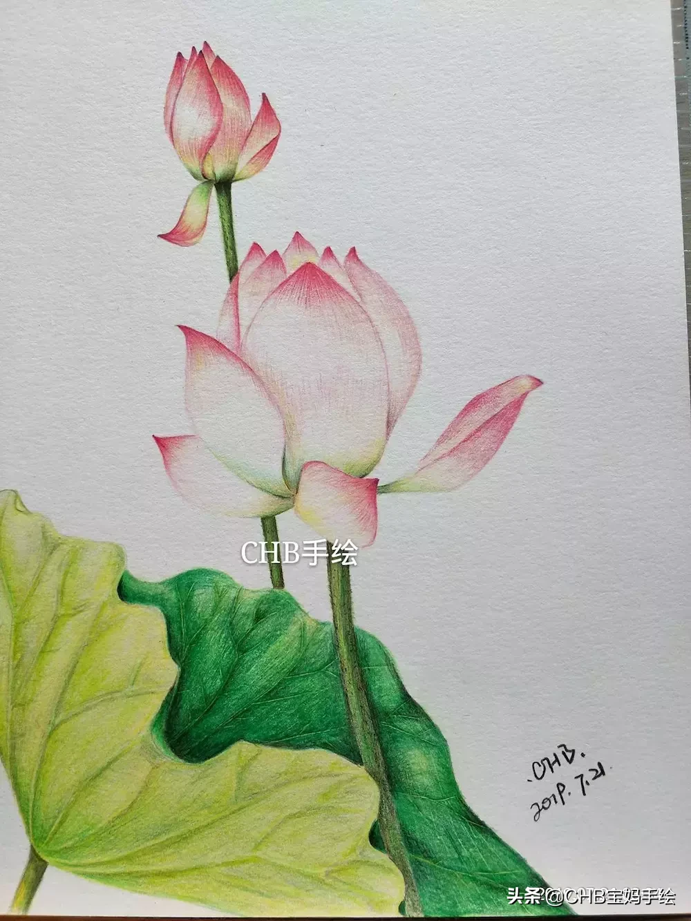 零基础学画画：彩铅荷花荷叶手绘过程分享