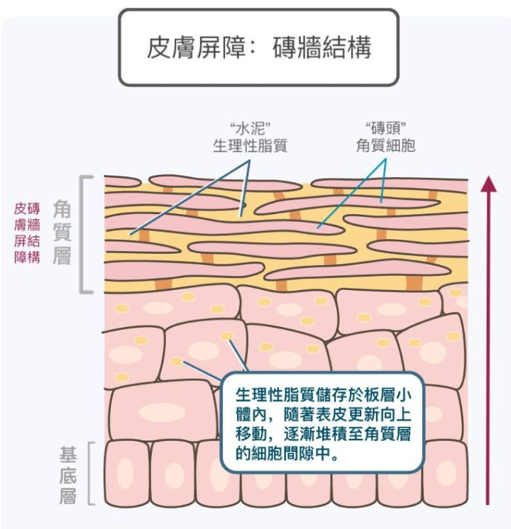 洗面奶、沐浴露和肥皂，哪个更适合洗脸？三者对比，差距真大