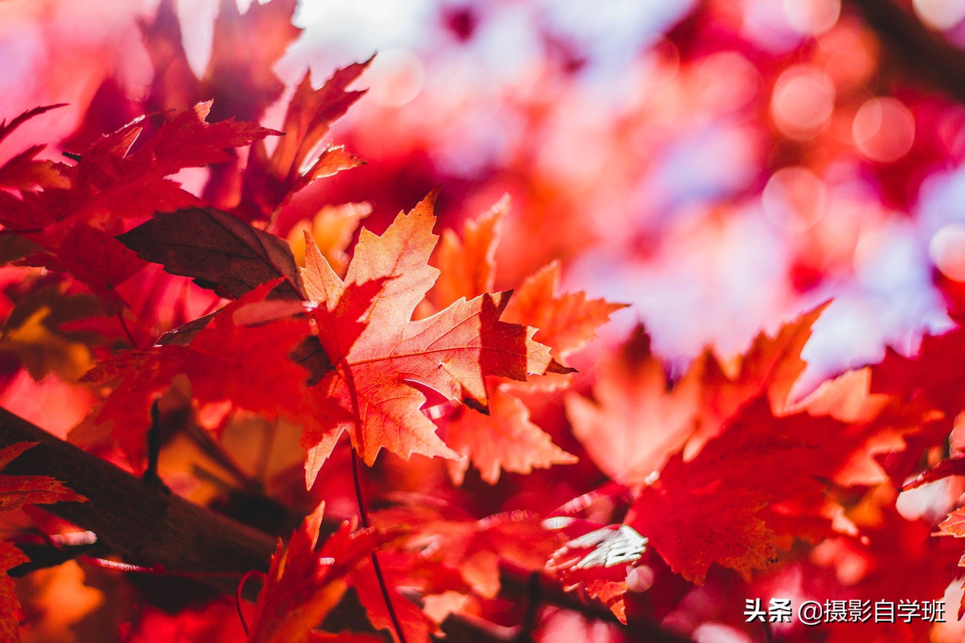 5个对比拍摄手法，帮你整理拍摄思路，让秋季照片更具秋色