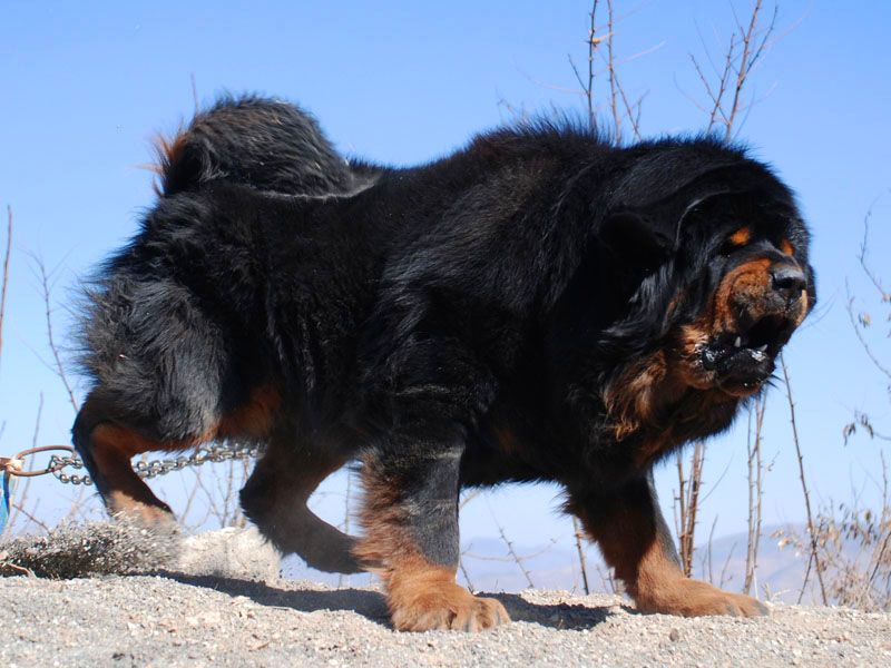 鬼獒价格(世上最凶猛的十大恶犬，藏獒在里面只能算小弟)