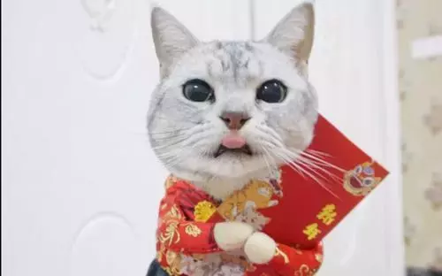 关于招财猫