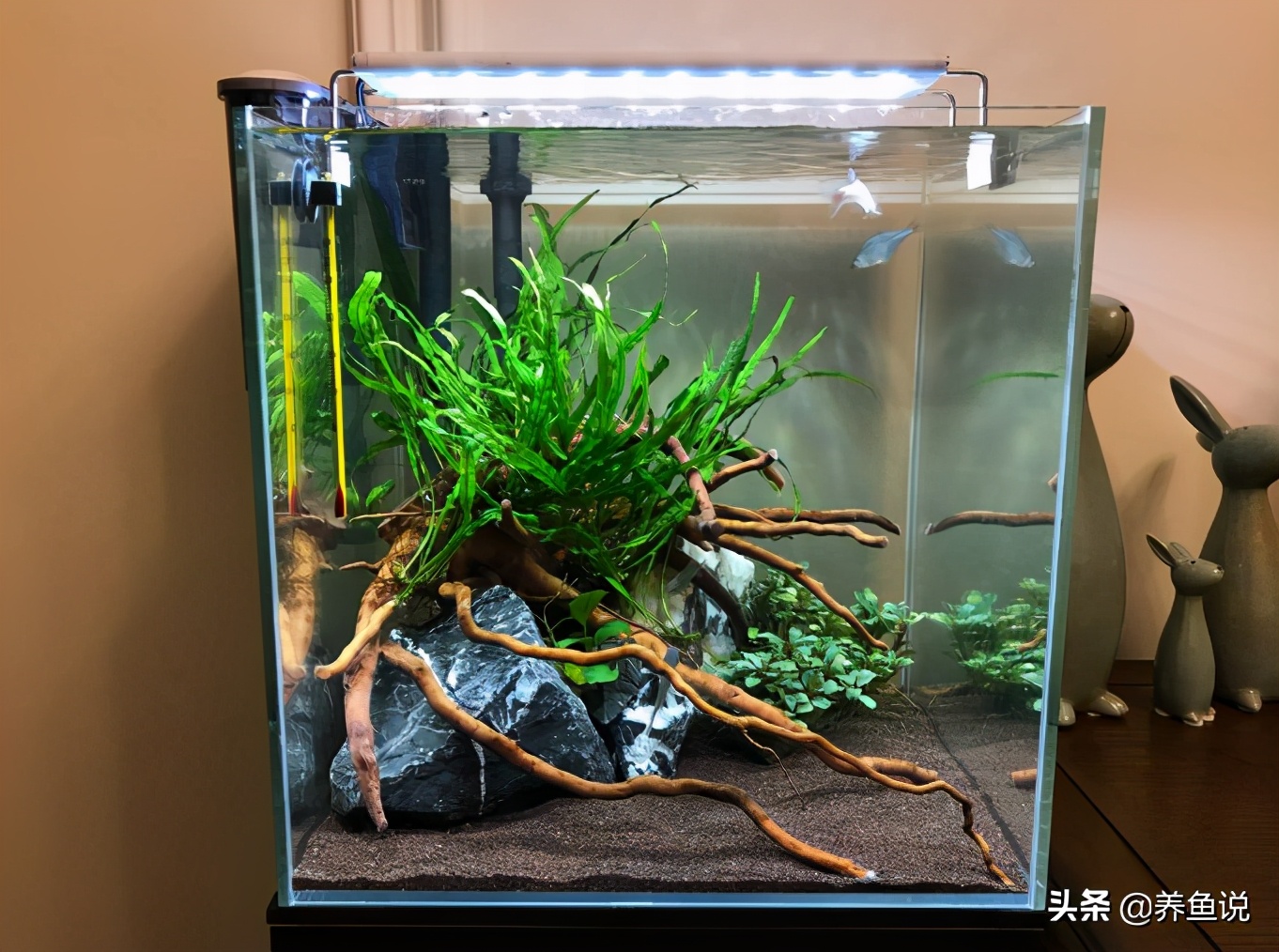 如何只花三五百块钱开个精致小鱼缸？我来给你配，清单都列好了