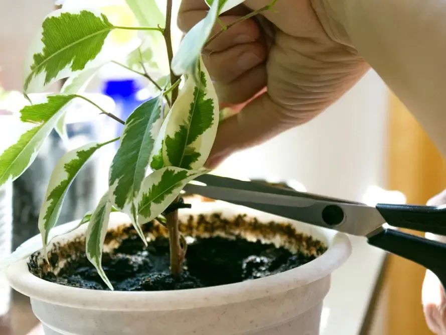 盆栽植物的土壤发霉不要大惊小怪，长蘑菇都没事，不要要赶紧处理