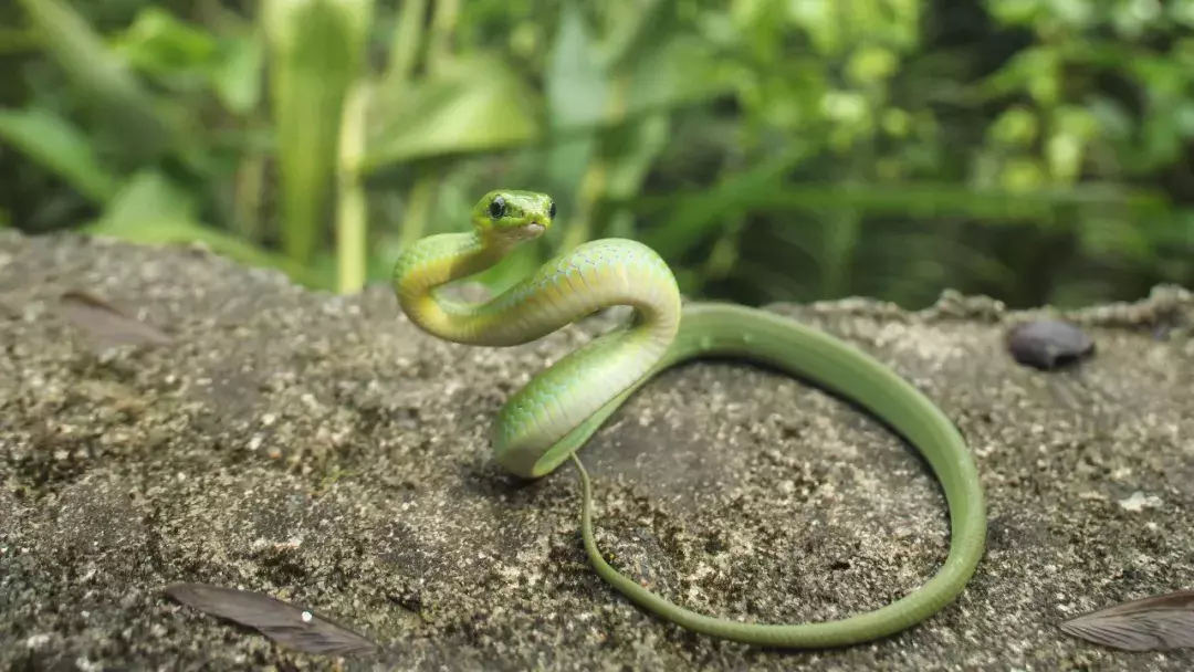 我眼中的翠青蛇