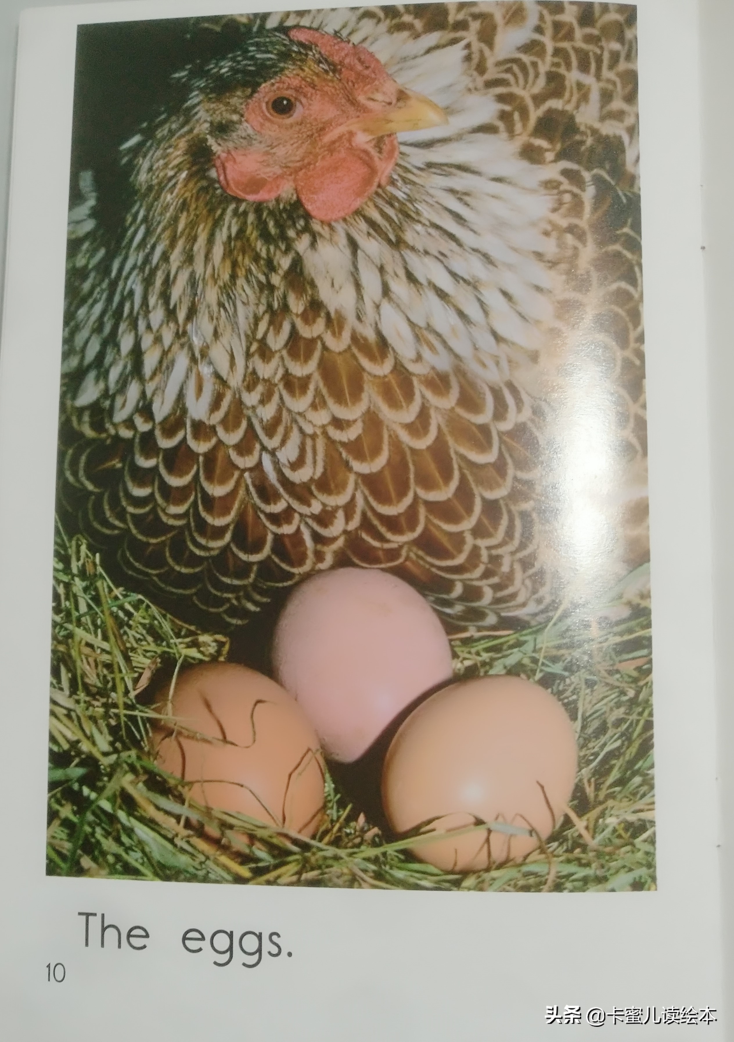 英文有声绘本故事《The Chicken》鸡