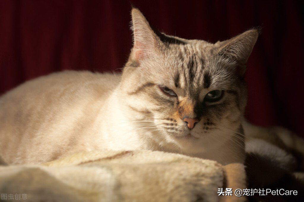 猫咪鼻子干，是不是病了？