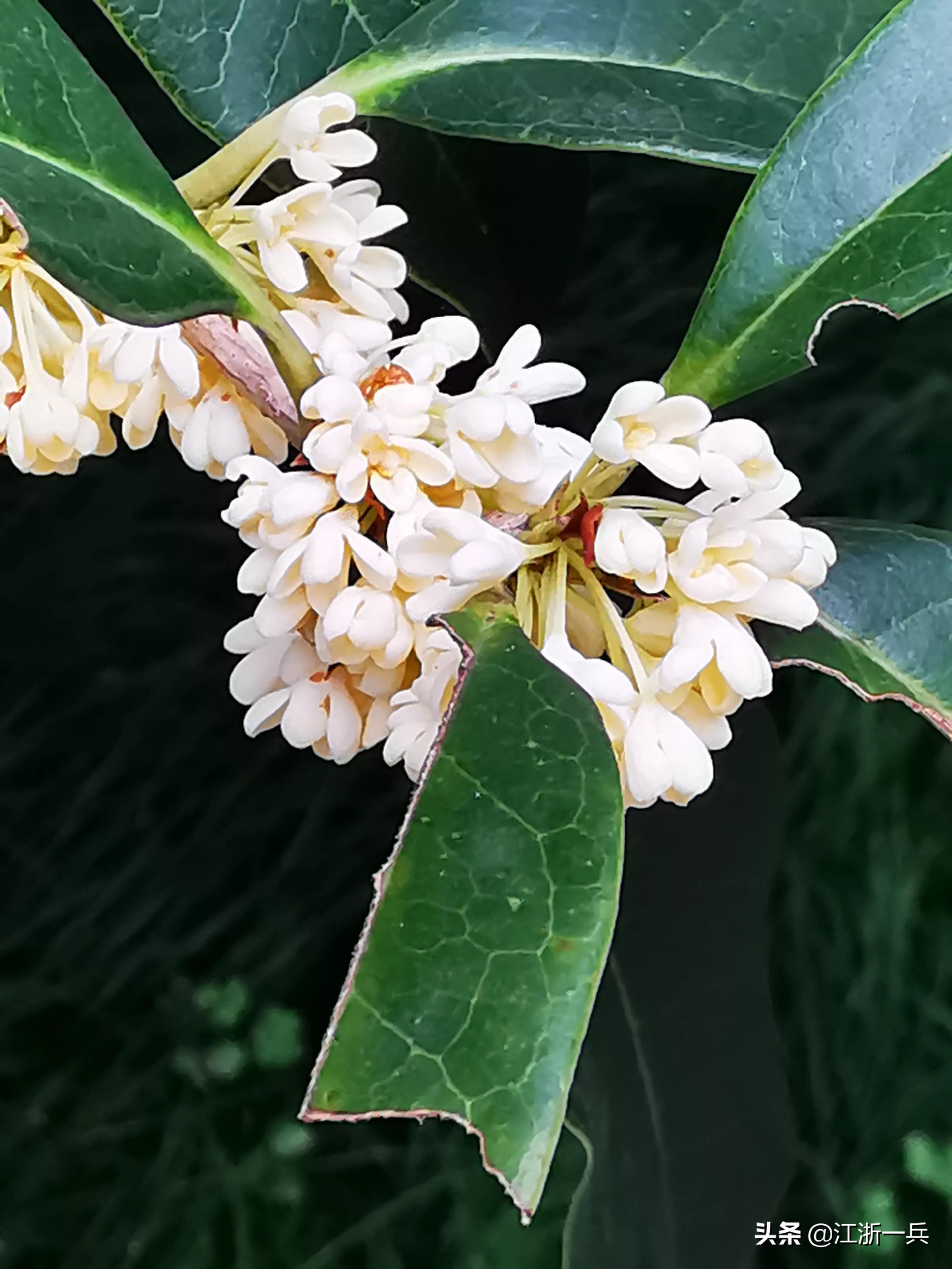 金秋时节丨八月桂花九月开，期待亦美好，花香更醉人