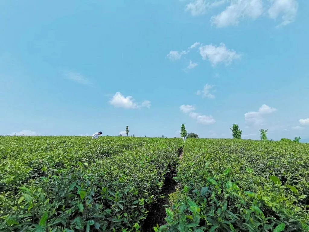 万万没想到!重庆这里藏了个仙气飘飘的茶山!它产的茶叶竟获金奖