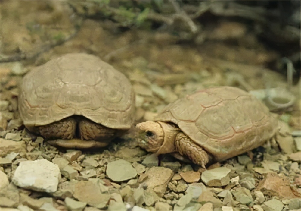 龟类图片集