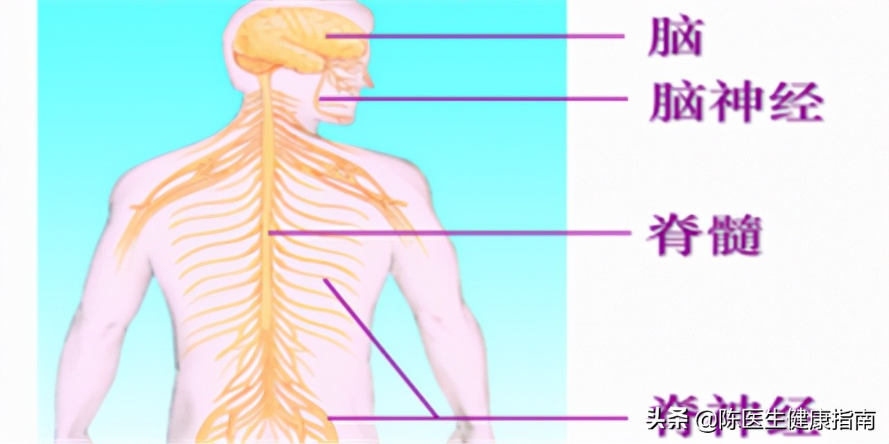 甲钴胺可以修复受损神经，能够用于这几种常见病的治疗，好用