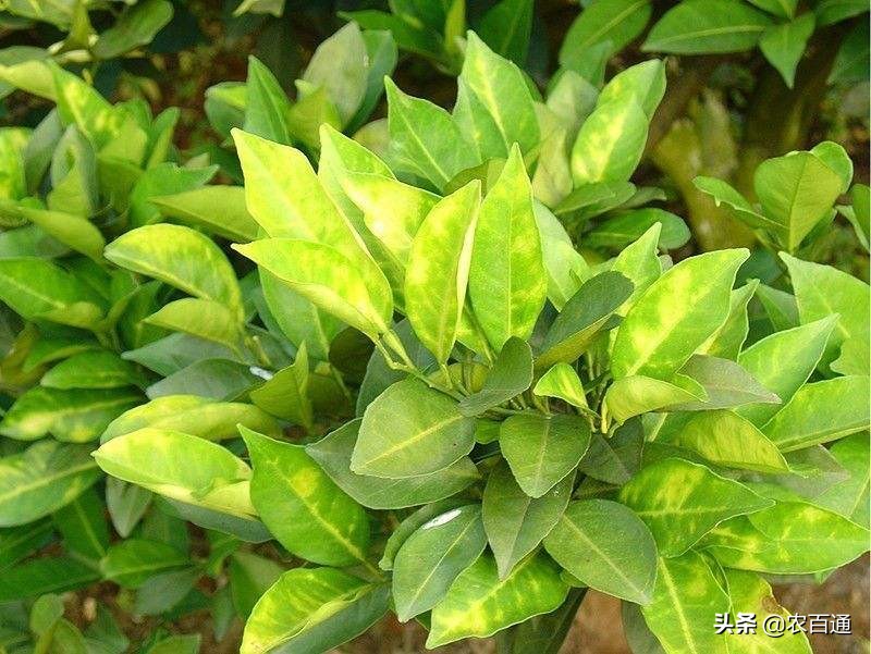 柑橘黄化原因及防控措施