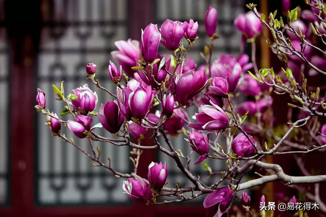 辛是什么味道（辛夷花的名字来历和优美诗词赏析）