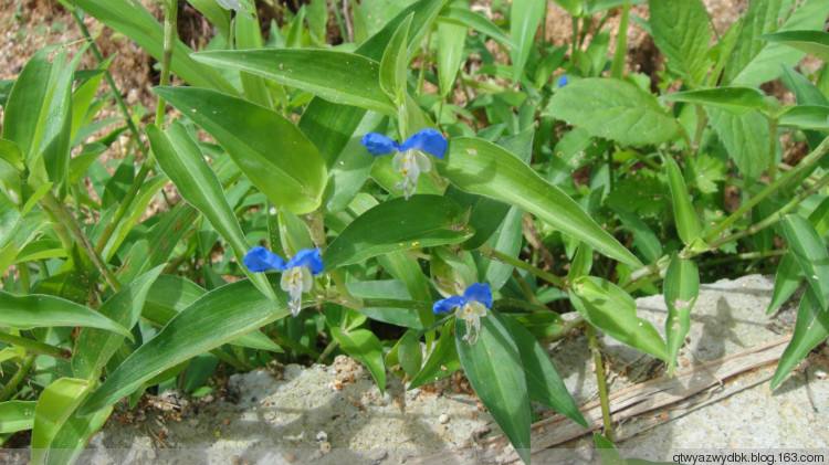 鸭跖草 (《本草拾遗》)