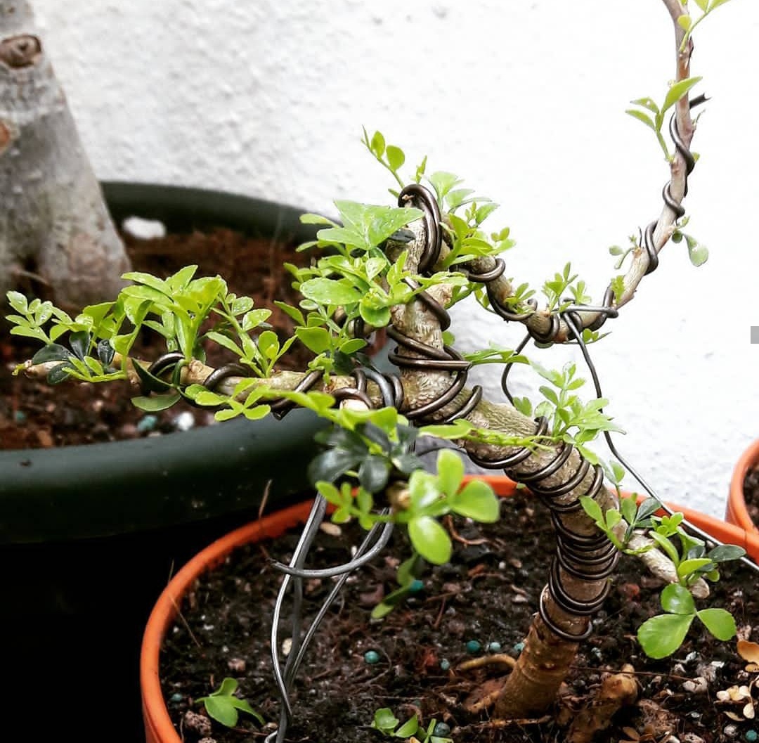 秦岭胡椒木盆景,既是花卉也是药材,把握四点制作技巧,价值翻番