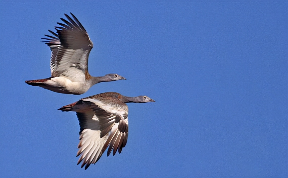 鹱怎么读？鹱的读音和意思