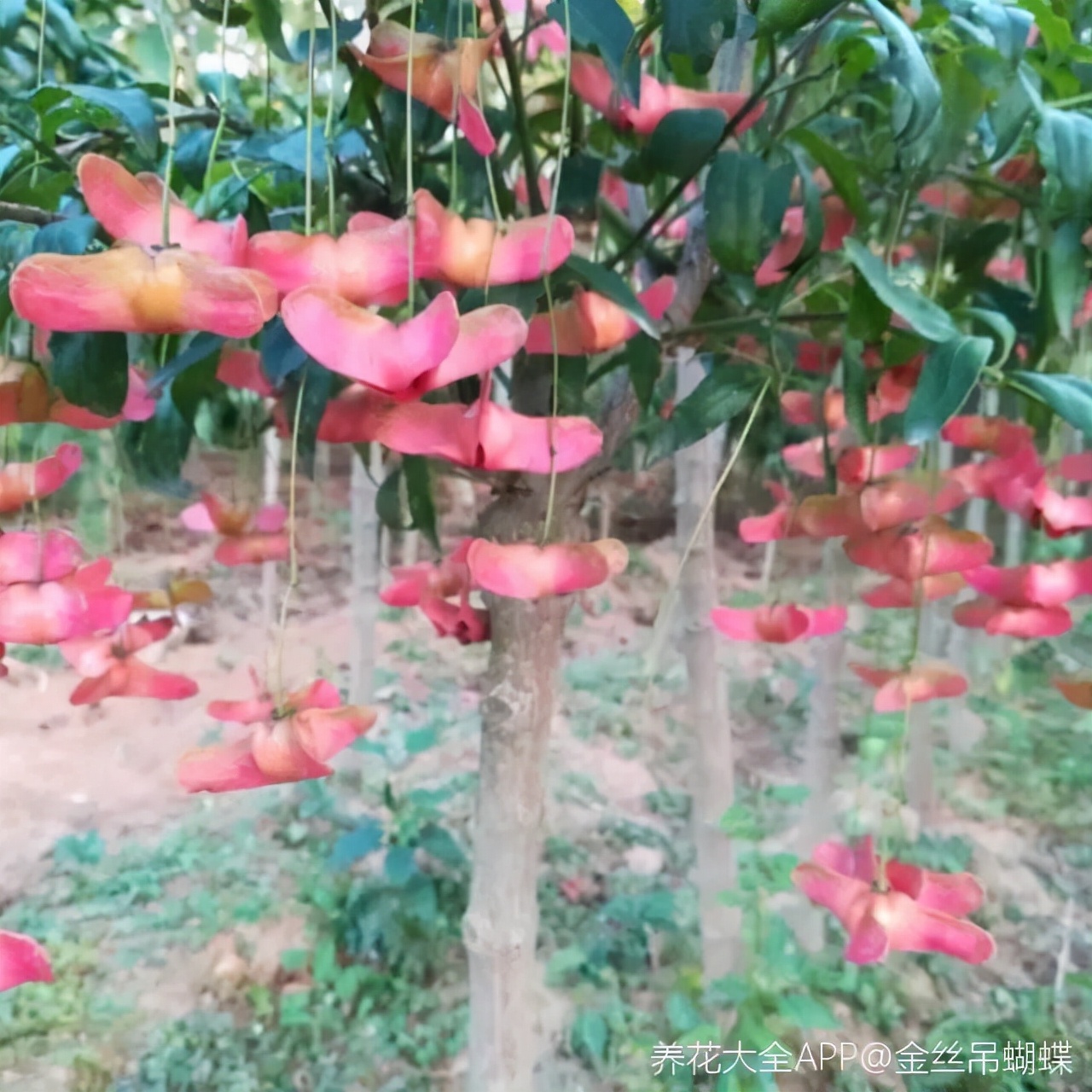 满树结满"蝴蝶花,养成盆景好运又添财,养一次就上瘾