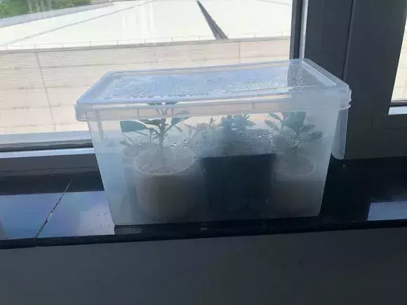 杜鹃茶花插不活,枝条在泥巴里打个滚,大白根呼呼长,新芽猛冒!