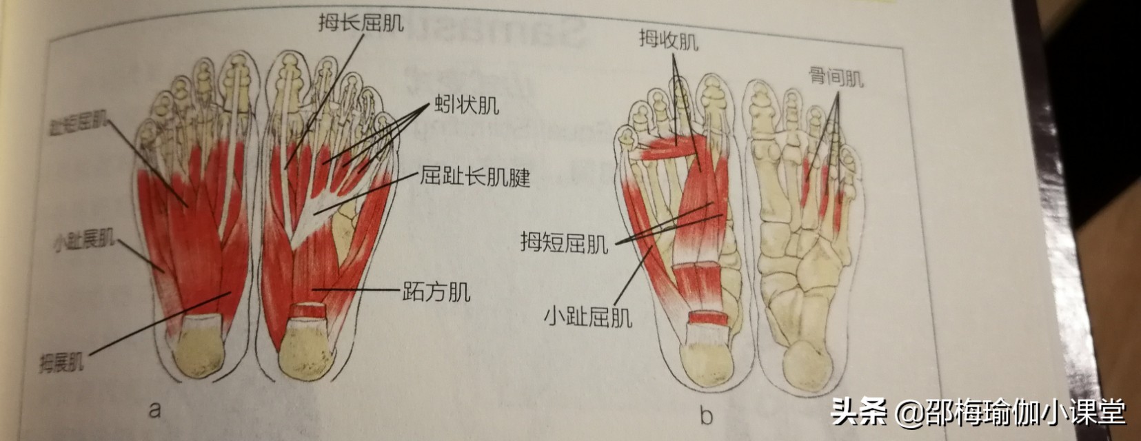 不小心崴脚了，骨折了？我来教你四个瑜伽体式避免崴脚伤到脚踝