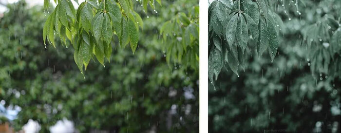 雨天做后期，还得绿一点