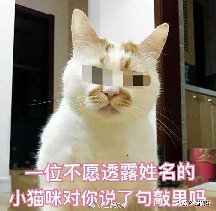 强行给猫喂药它会恨你吗(对猫家暴之后，十分后悔，该如何挽回我俩的关系啊？)