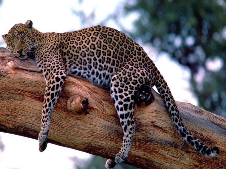 一般而言,花豹的体长能长到1.5米,体重能重达200斤.