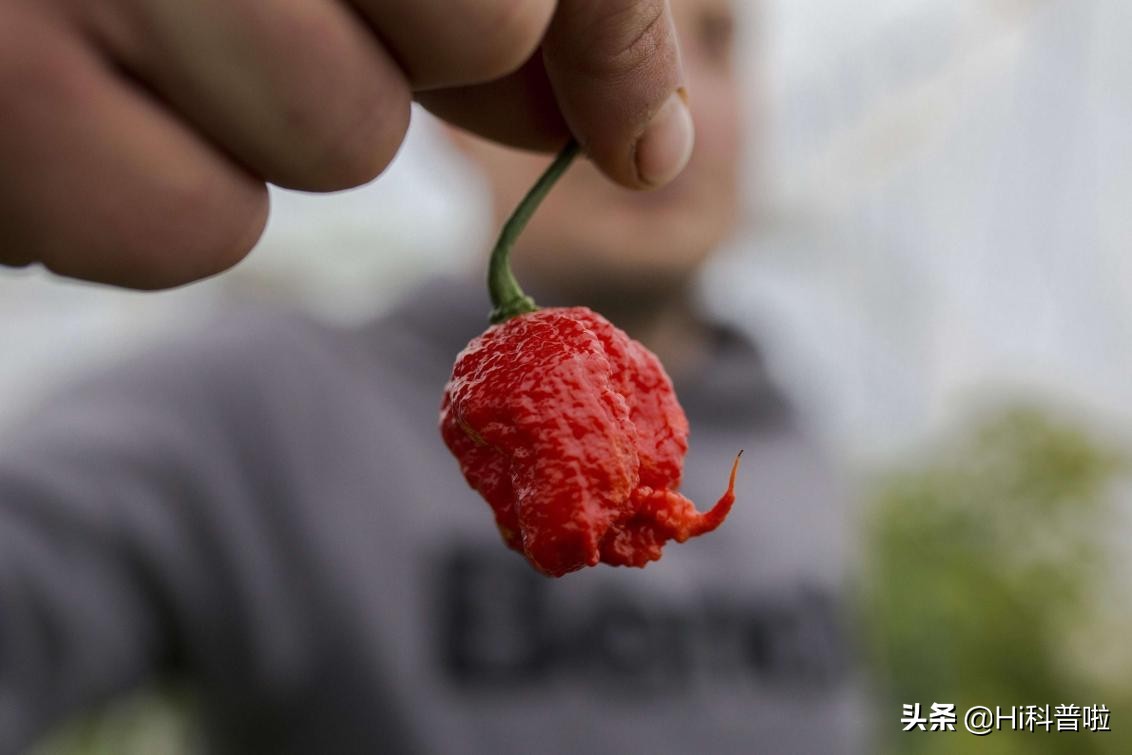 龙息辣椒有多恐怖，辣度堪比生化武器，厨师一般都不敢用它做菜