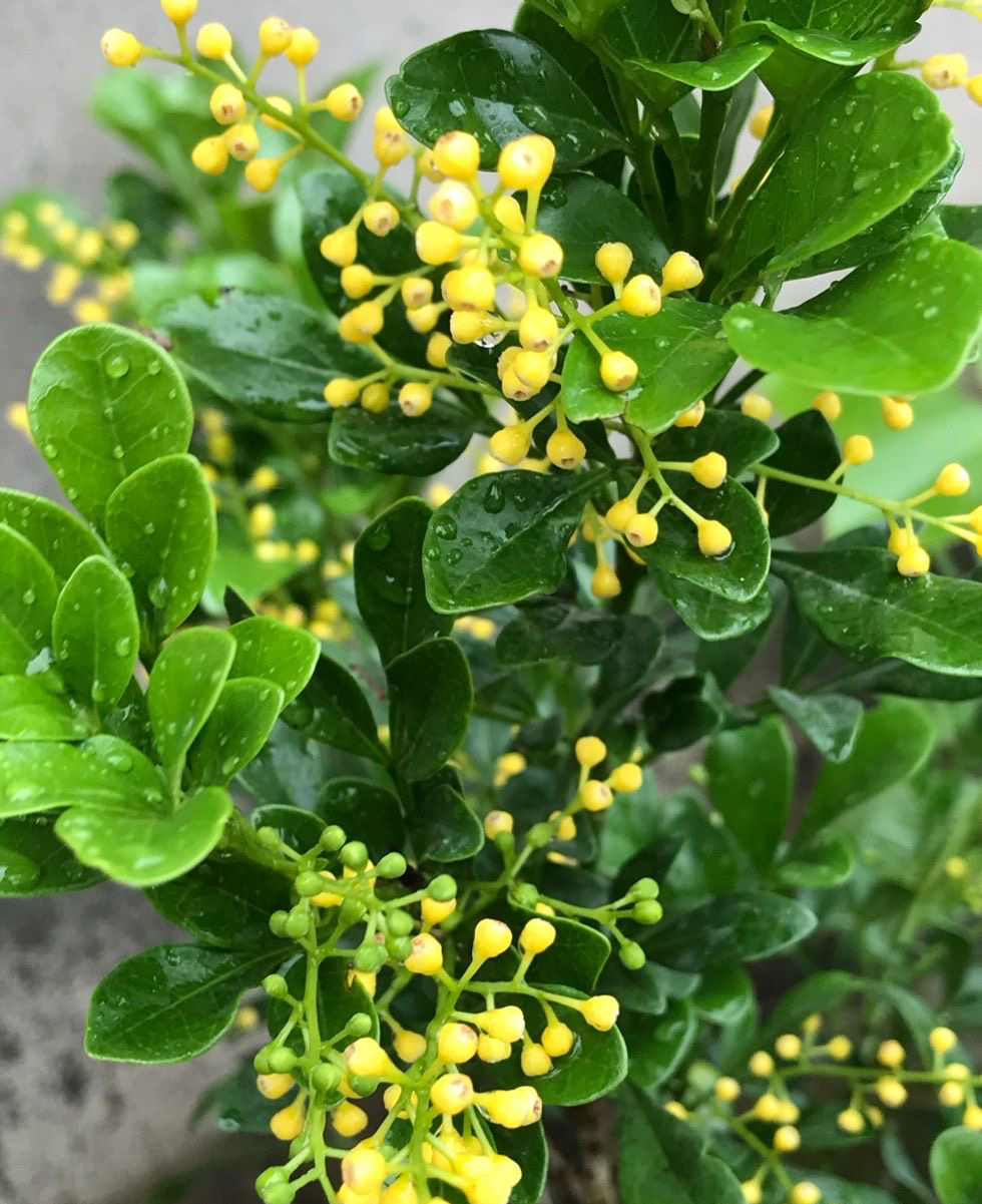 米兰花的养殖方法和注意事项(米兰花怎样养才能使它花更香)-微赚云博