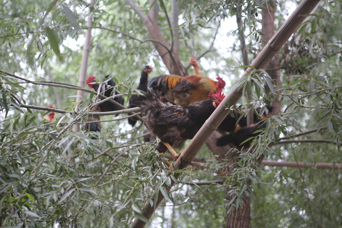 农村小院散养的鸡,为啥一到晚上就爱上树睡觉,不怕掉下来吗?
