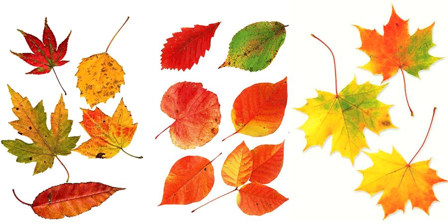 丹尼索儿童画秋天