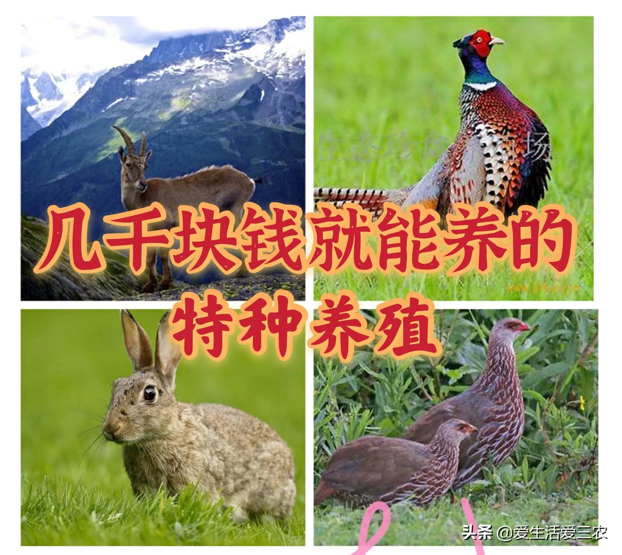 山雞養殖成本,山雞養殖成本利潤