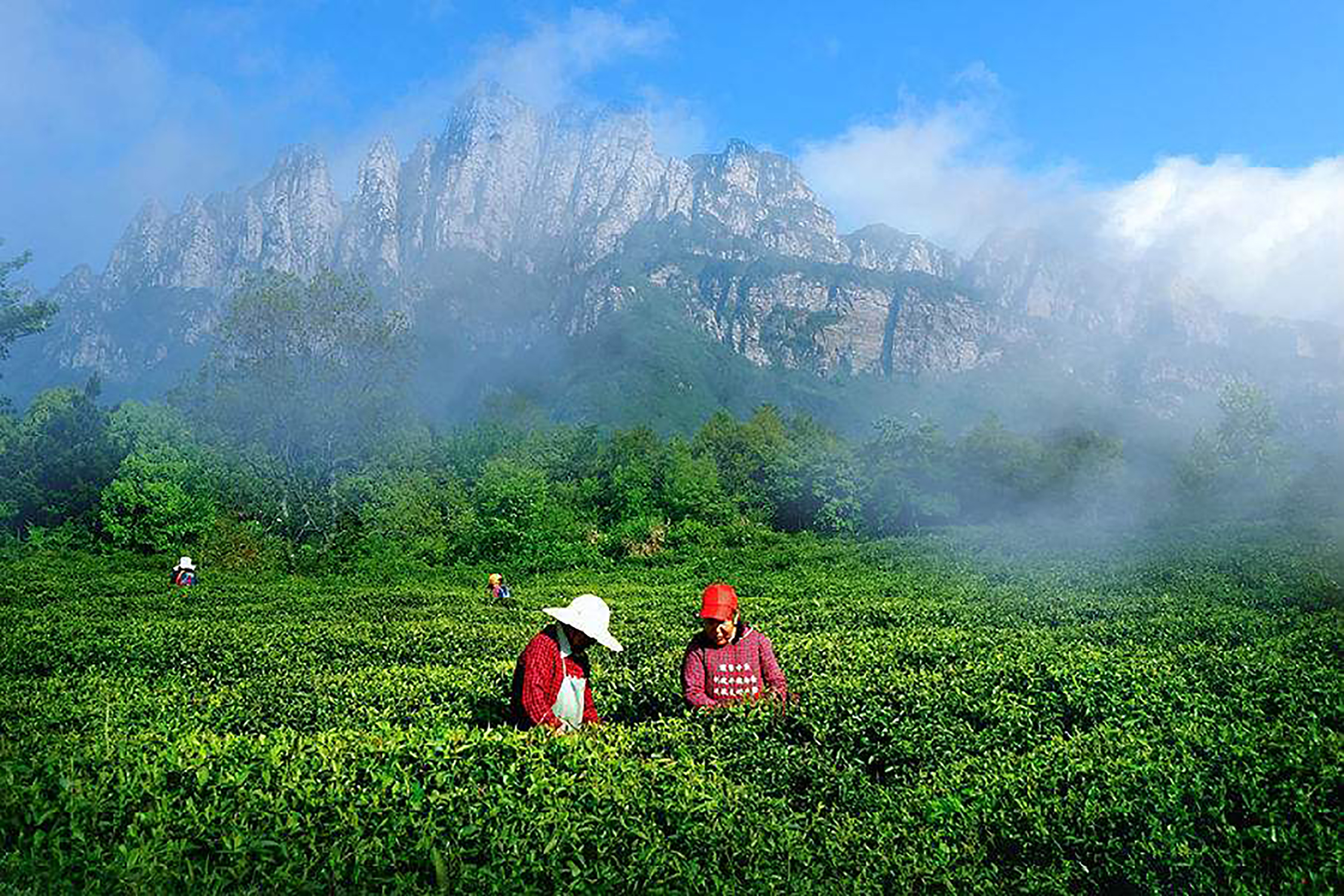 庐山云雾茶,九江人的骄傲