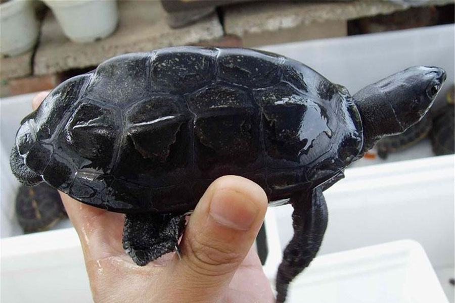 如何才能养出一只好墨龟,这些养龟知识简单又实用