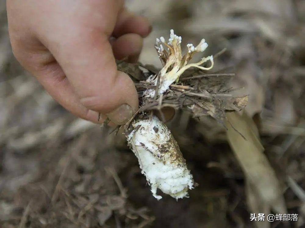 生长于竹林中的“冬虫夏草”，卖500块一斤，如今还在一直涨价