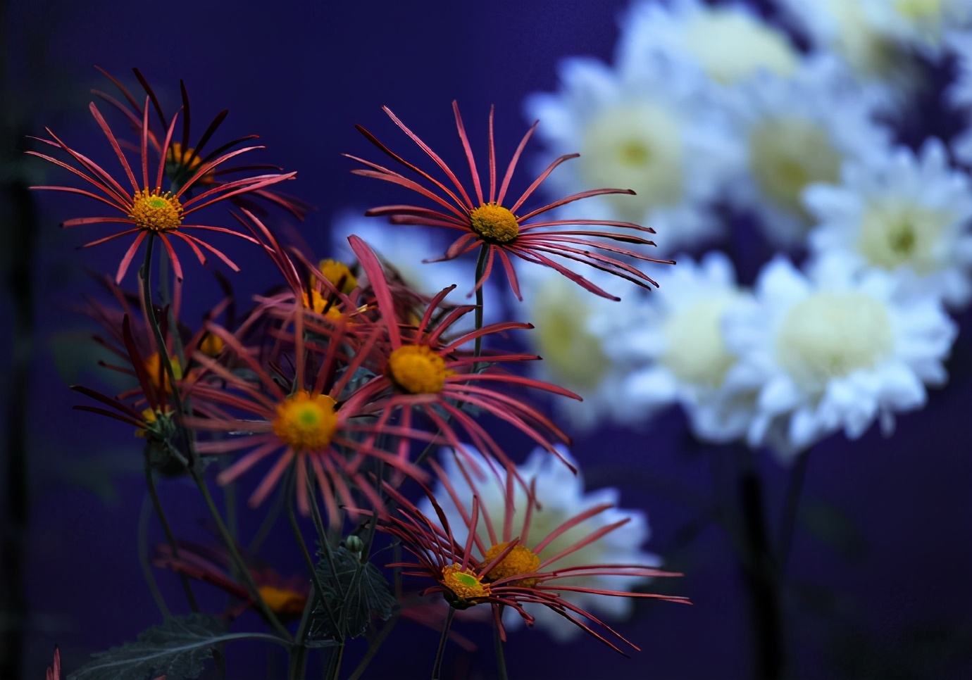 东瀛志：为什么日本人如此喜欢菊花？