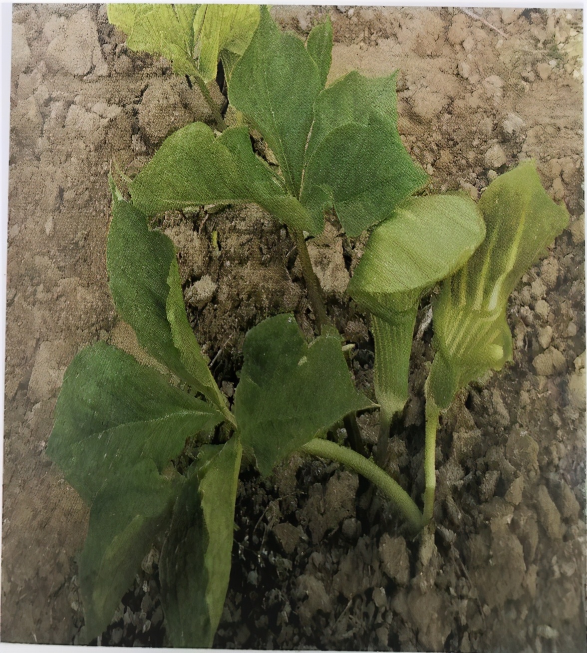 天南星的功效与作用燥湿化痰祛风止痉