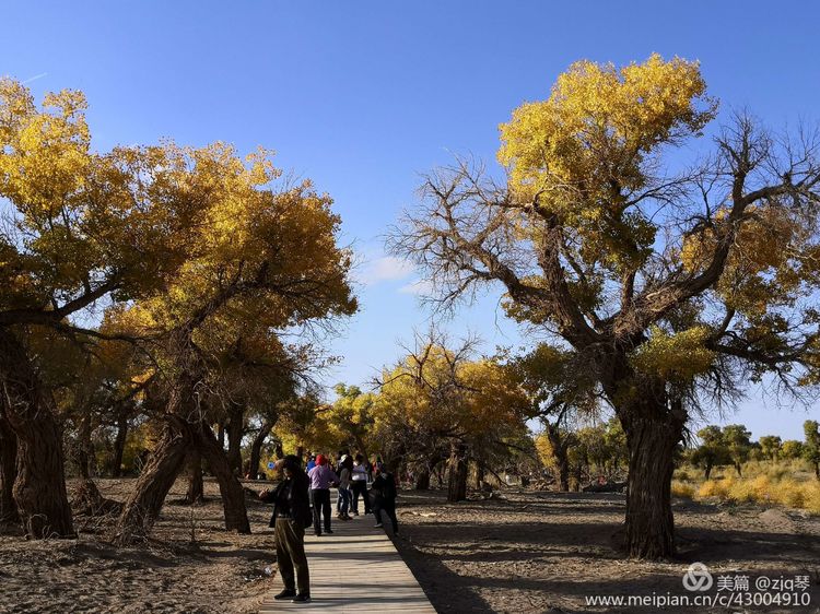 2019西北行｜胡杨：生而千年不死，死而千年不倒，倒而千年不朽
