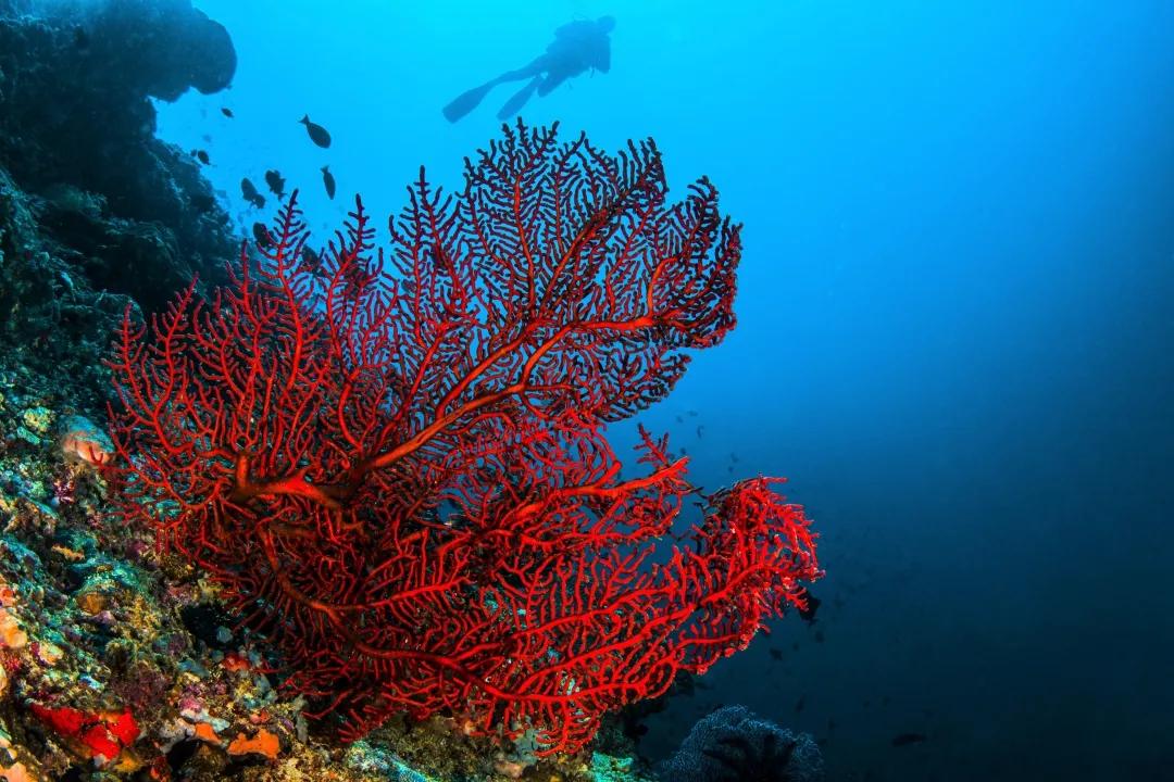 珊瑚，是植物、矿物还是动物？