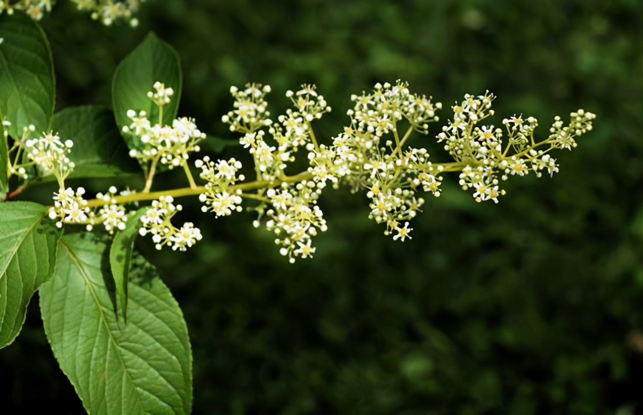 雷公藤是中药,也是一种免疫抑制剂