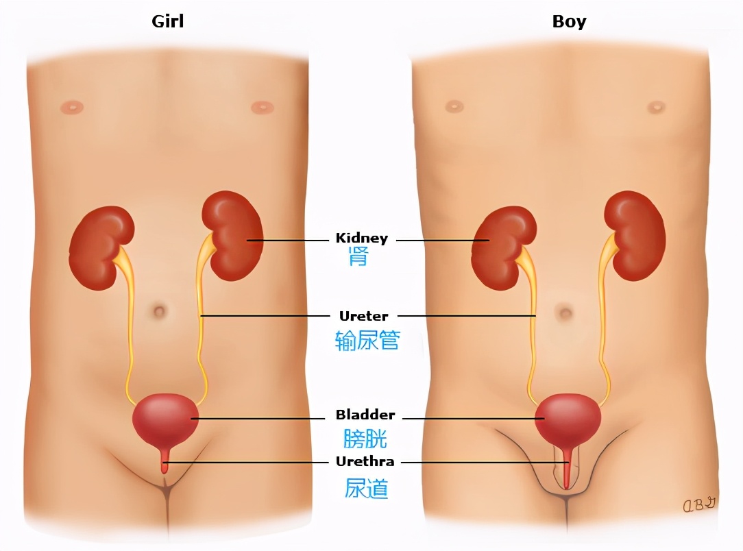 孩子发烧不退，未必是感冒！警惕这个「隐形杀手」