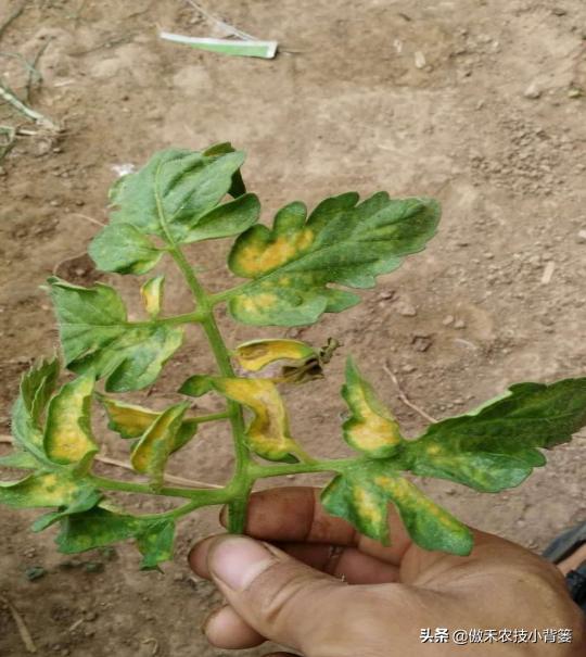 农作物、绿植花卉黄叶的原因及防治方法总结,简单对照、轻松解决