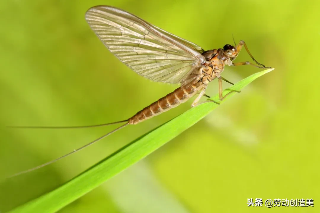 蠵蠖螠蛂虻蚰蜒蛞蝓蜉蝣蟛蜞蝤蛑蛁，你都认识吗？