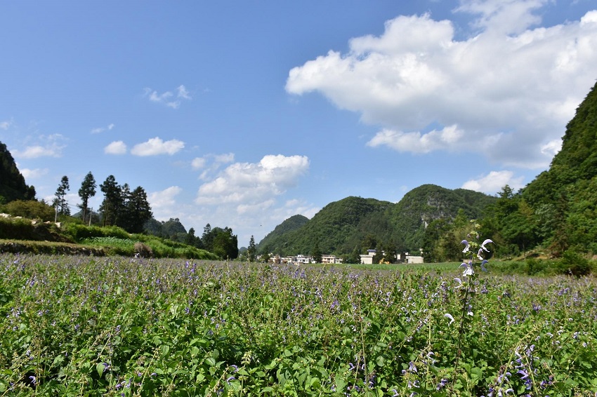 丹参种植技术与栽培管理（掌握4种繁殖方式丹参稳定增收）