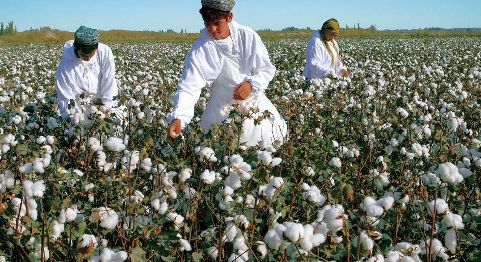 西方是如何用棉花把印度拖入深渊的