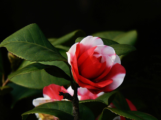 一花一世界，一叶一菩提：中国十大名花的“花语与花诗”