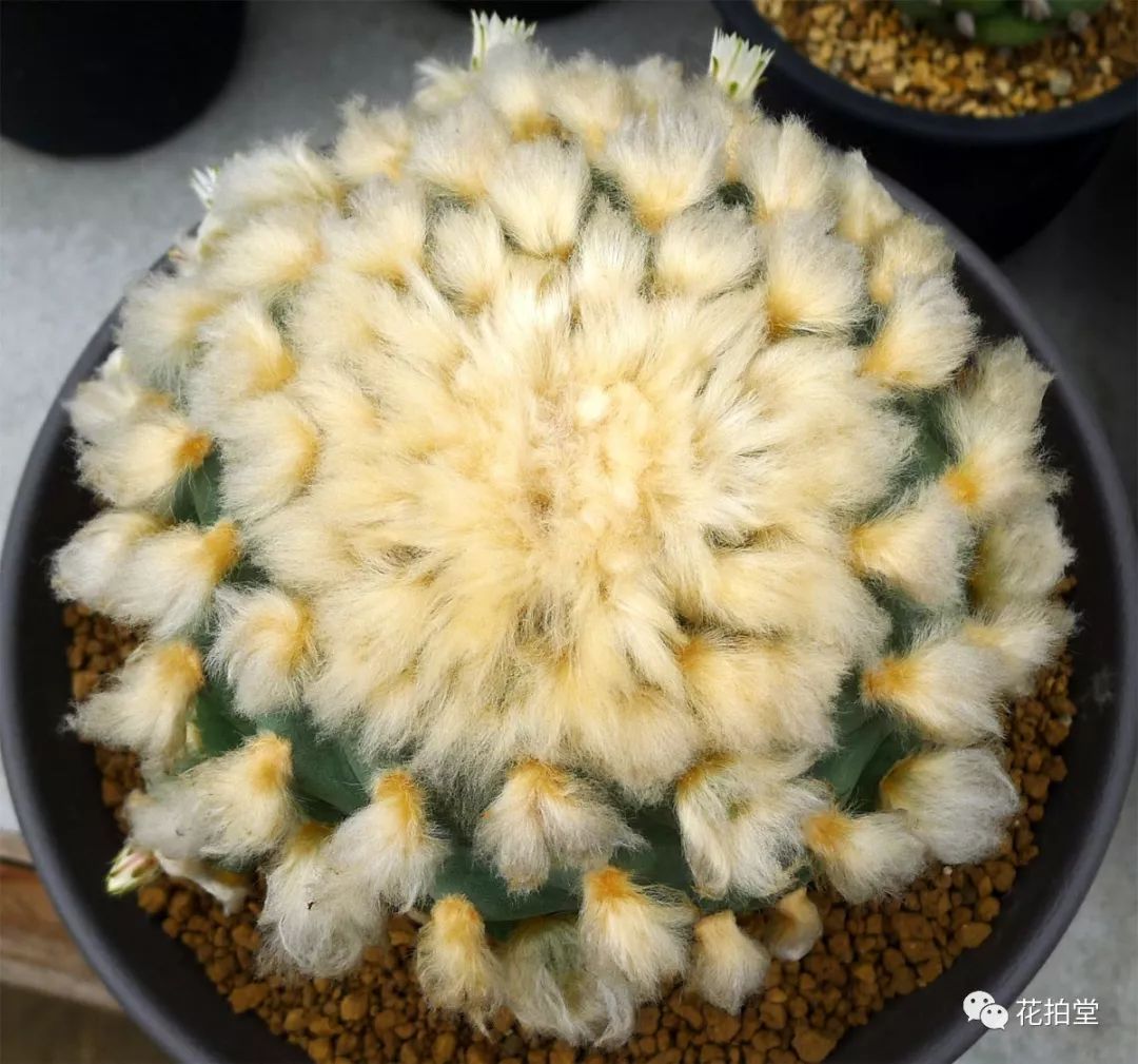 最新 | 多肉植物仙人掌科品种图鉴大全:乌羽玉属