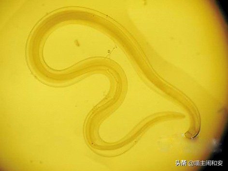 猫眼睛红肿眼屎增多是眼部炎症？及时确诊，有可能是眼线虫惹的祸